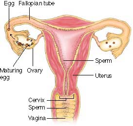chakra yoga - human female reproductive system