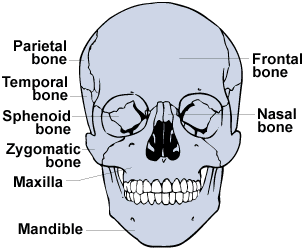 chakra yoga - human skull - front view