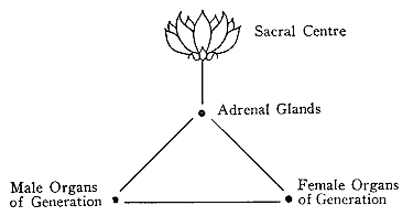 Sacral center / Adrenal glands / Male & Female Organs of generation