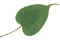 Thumbnail for version as of 11:38, 27 January 2007