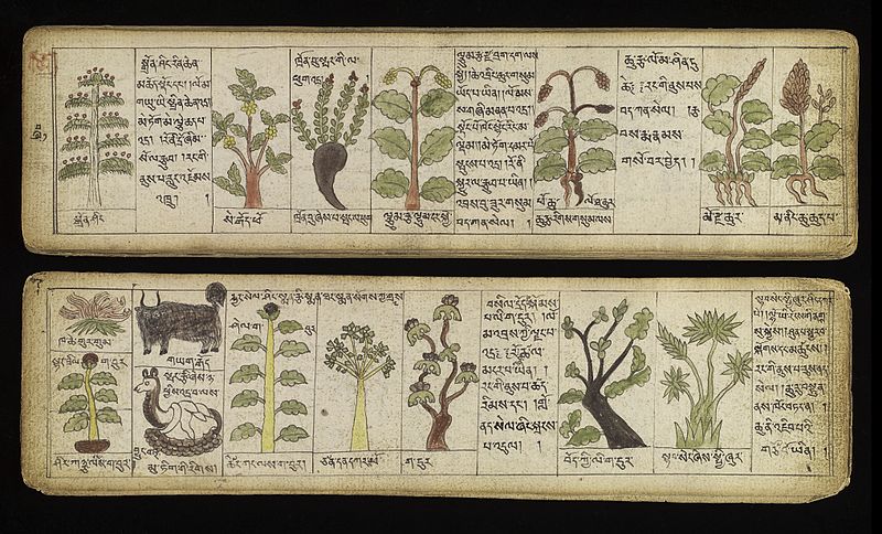 File:Illustrations of Tibetan materia medica Wellcome L0038345.jpg