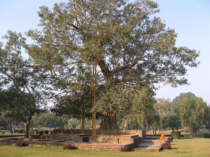 File:Anandabodhi.jpg