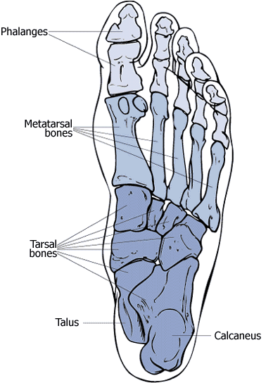chakra yoga - human foot - skeletal system