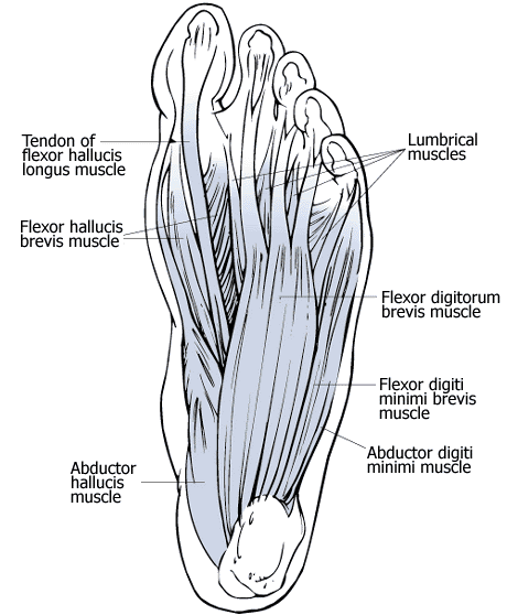 chakra yoga - human foot - muscle system