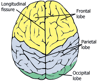 Chakra yoga - brain lobes - top view