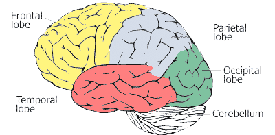 Chakra yoga - brain lobes - side view