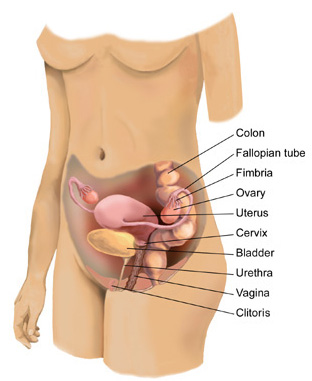 chakra yoga - female reproductive system