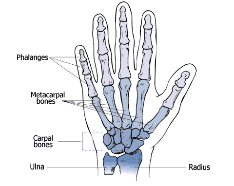 chakra yoga - human hand - skeletal system