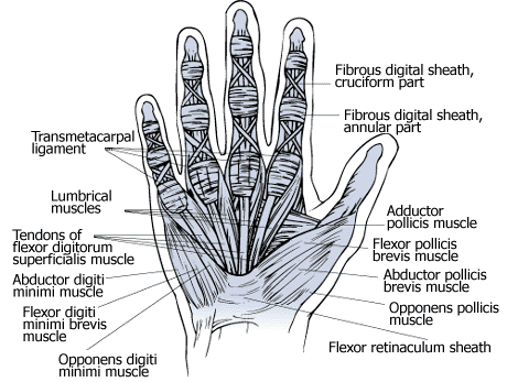 human hand - muscular system
