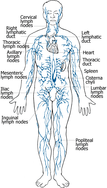 chakra yoga - human lymphatic system