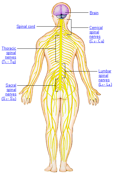chakra yoga - human nervous system groups