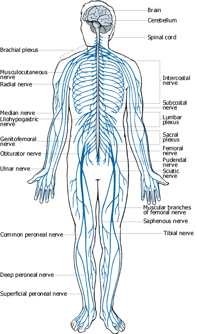 chakra yoga - human nervous system