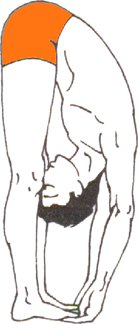 chakra yoga - pada hastasana - forward bending pose