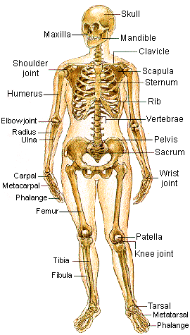 chakra yoga - human skeletal system - front view
