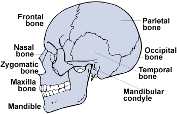chakra yoga - human skull - side view