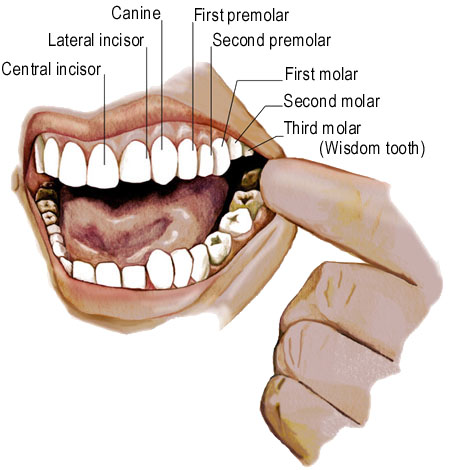 chakra yoga - human teeth