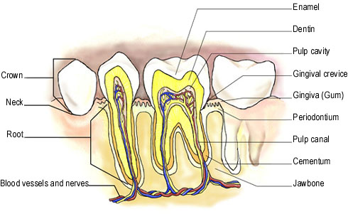 chakra yoga - internal structure of human teeth