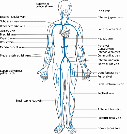 chakra yoga - circulatory system venous