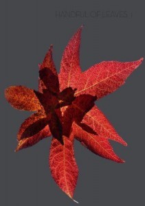Handful of leaves