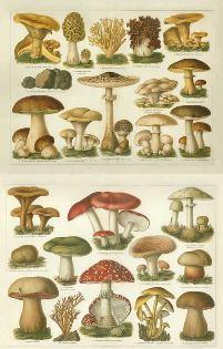 MUSHROOMS RUSSIA AND HISTORY ebook pdf free MUSHROOMS RUSSIA AND HISTORY ebook pdf free download